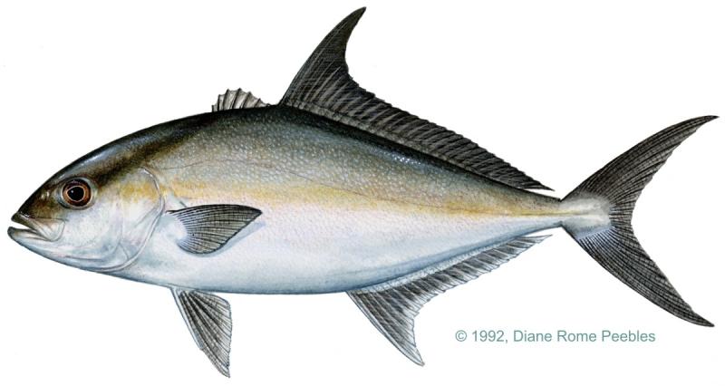 Longfin yellowtail