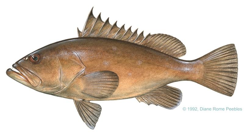 Warsaw grouper