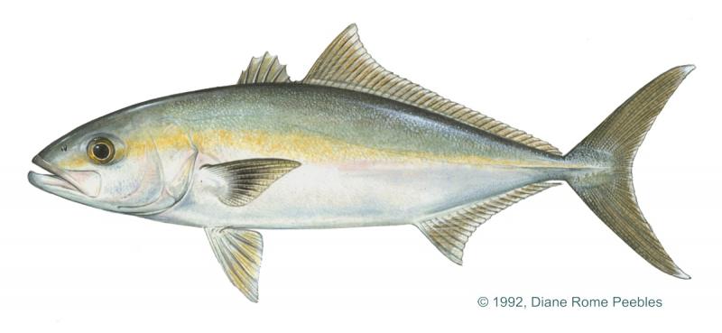 Banded rudderfish