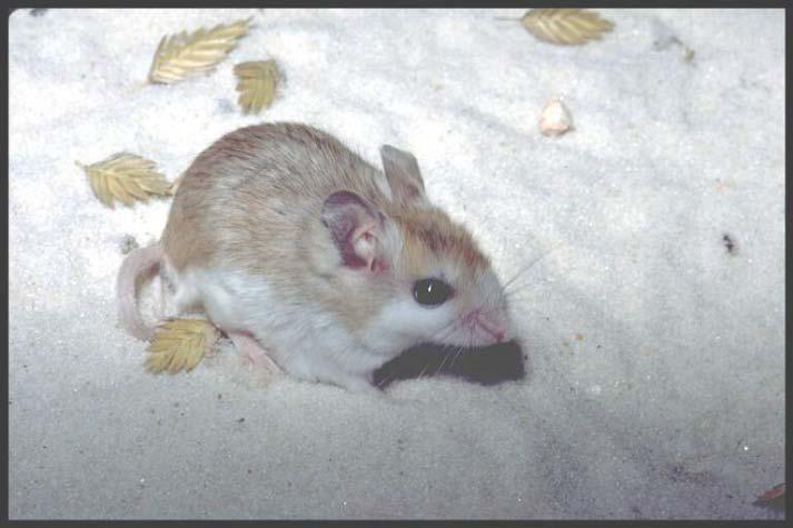 Choctawatchee Beach Mouse