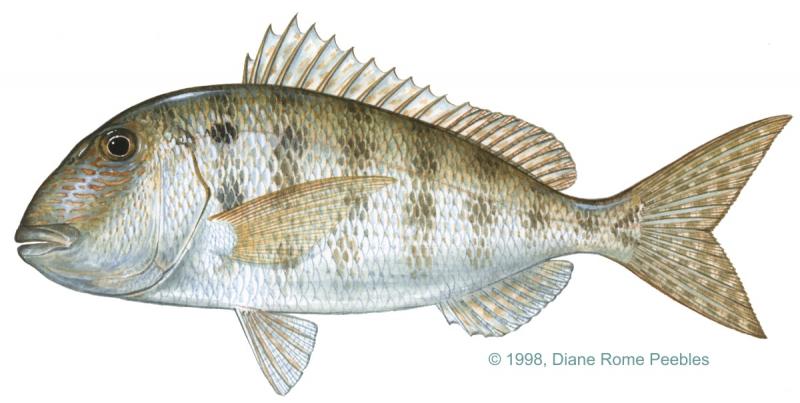 Grass porgy