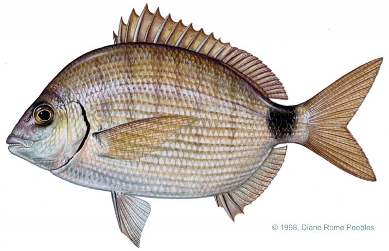 Spottail seabream